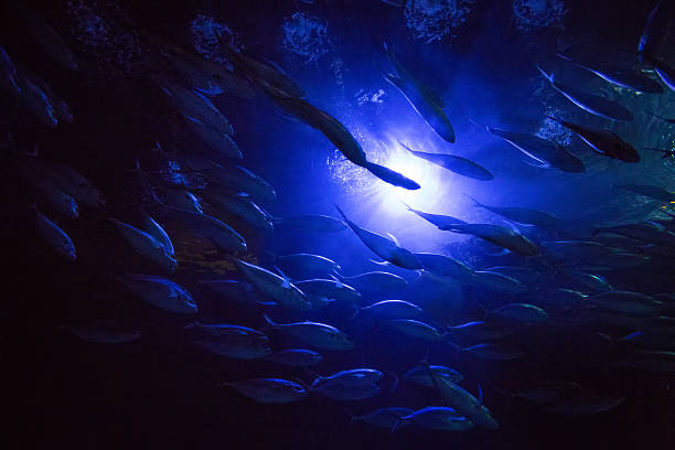 mar azul profundo - hotizontal imagens e fotografias de stock