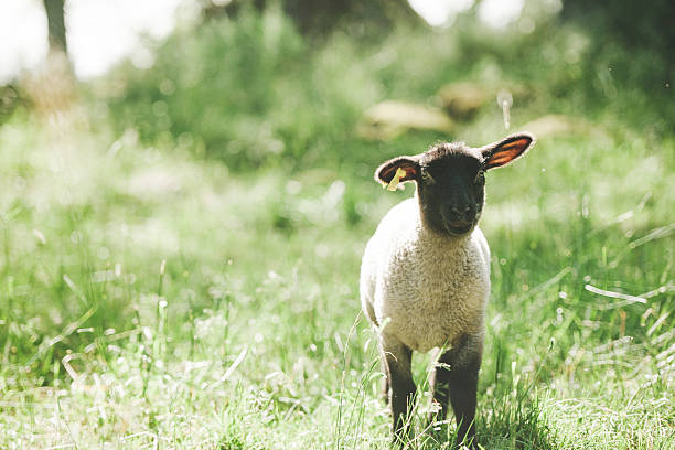 istock Cute little lamb outdoors in nature 518258041