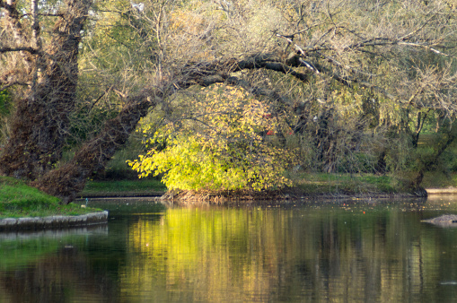 Pond in Autumn park