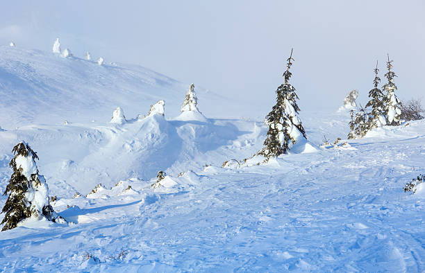 istock Icy snowy fir trees on winter hill. 518258398