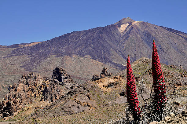 berg teide auf den kanarischen inseln - carved rock stock-fotos und bilder