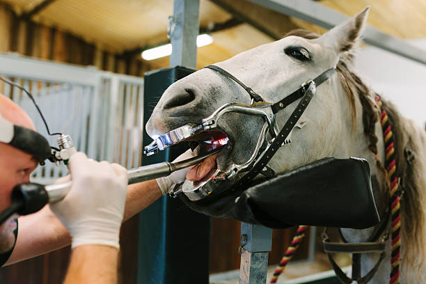 Equine dental care A horse wears a speculum and bite plates as a vet undertakes equine dentistry. Coombefield Veterinary Hospital, Summerleaze Farm, Axminster, Devon. vet treating horse stock pictures, royalty-free photos & images