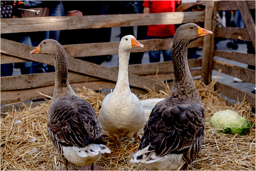 3 geese waiting in a farmers stall located at a farmers market
