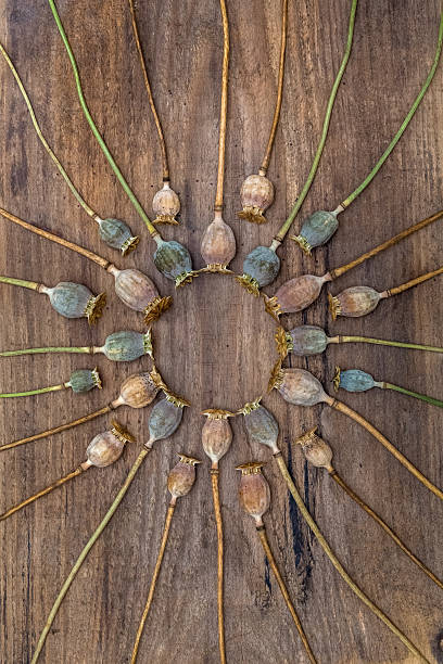Dry stalks poppy heads lying on a old rough wooden board and arranged in a circle