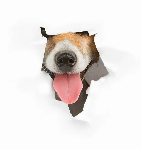 Cute dog muzzle nose sticking out of a hole in the white paper. Place for your text