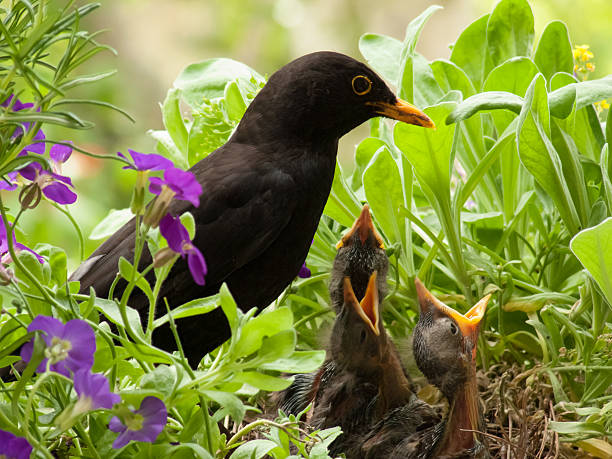istock Blackbird babies and  father in nest 518260999