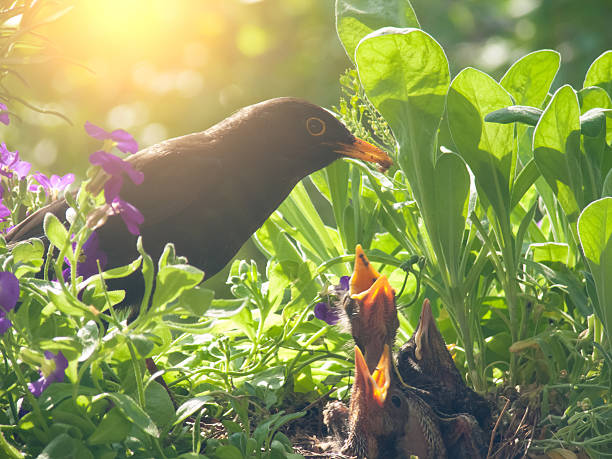 istock Blackbird babies and  father in nest 518261015