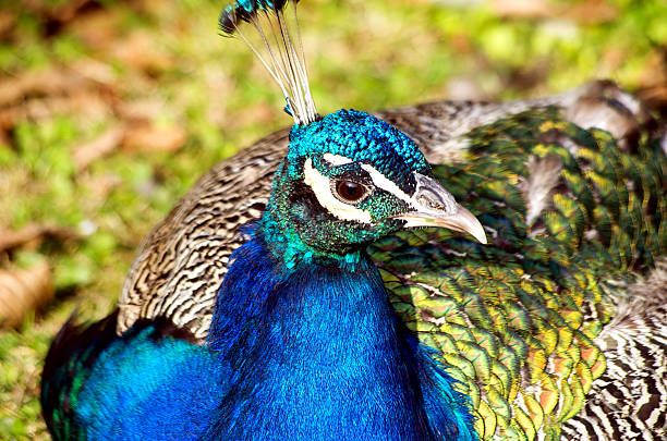 Peacock in the garden