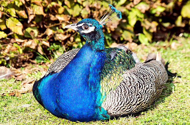 istock Peacock in the garden 518261069