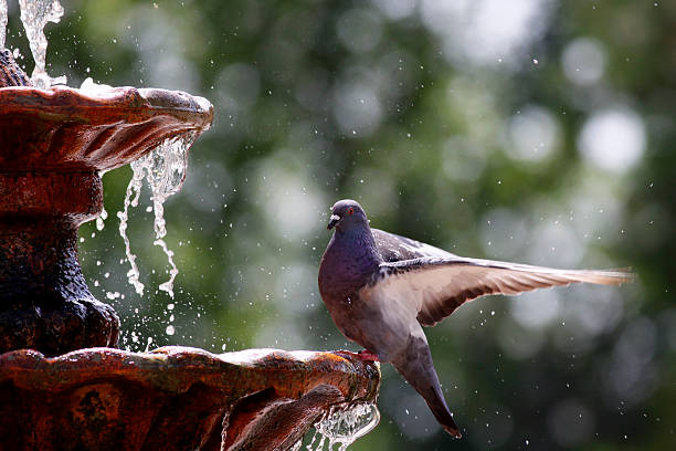 Pigeon on fountain during summer time draughts