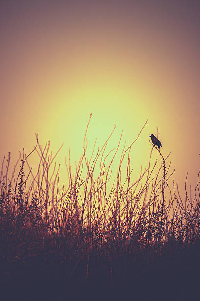 Blackbird Singing - Nature Sunrise Silhouette Backround