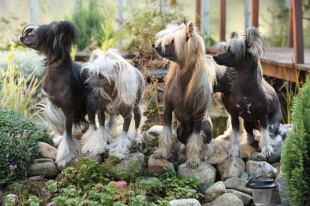 Group of Chinese Crested Dog in the garden stock photo