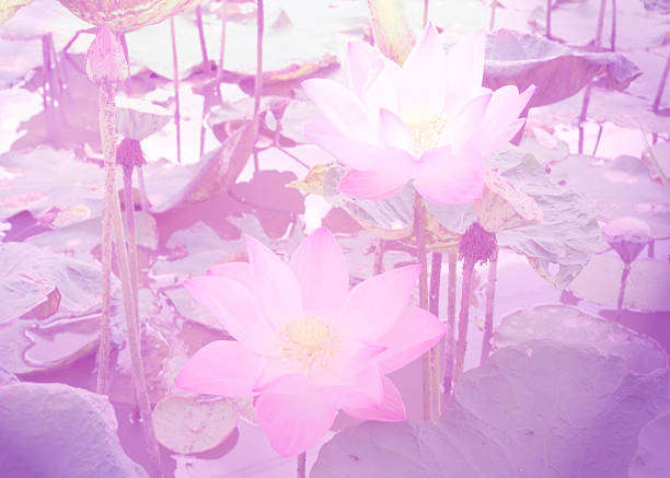 beautiful lotus with color filters