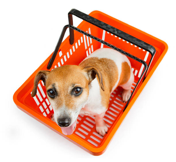 istock Small dog great Shopping 518263593