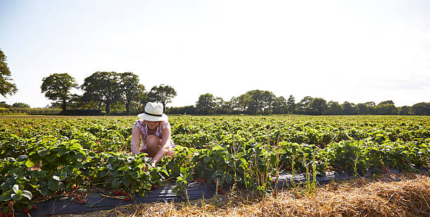 istock Female picking strawberries in a field 518264489