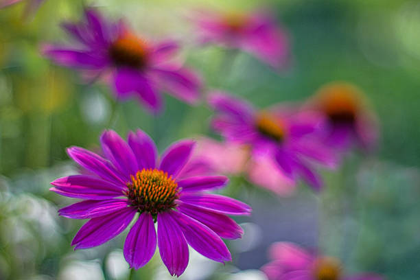 istock Dreamscape of Flowers 518264541