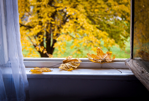 Autumn leafs on old window. Blurred background