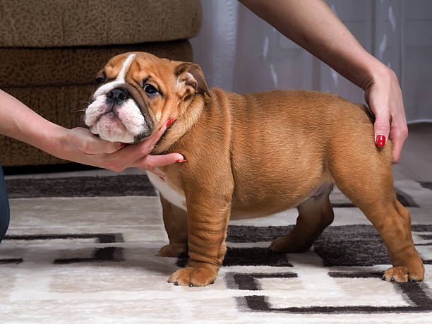 istock Breeder shows a puppy 518270966