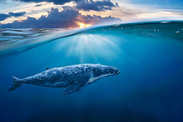 고래 절반으로 에어제스처 - whale 뉴스 사진 이미지
