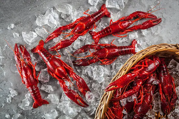 Photo of Red freshwater crayfish on a metal surface