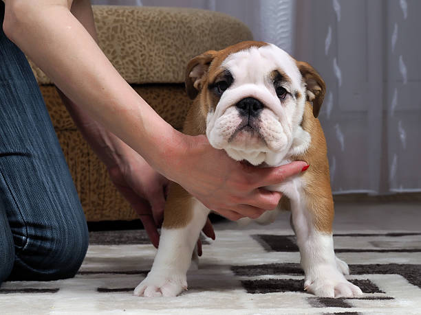 istock Breeder shows a puppy 518272284