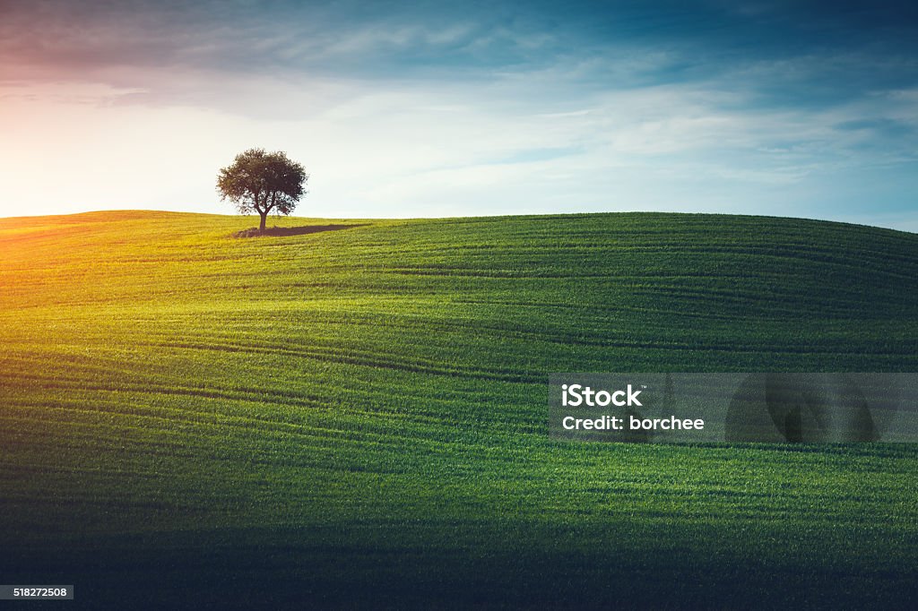 Lonely Tree In Tuscany Lone tree in the middle of green field (Val D'orcia, Tuscany, Italy). Tree Stock Photo