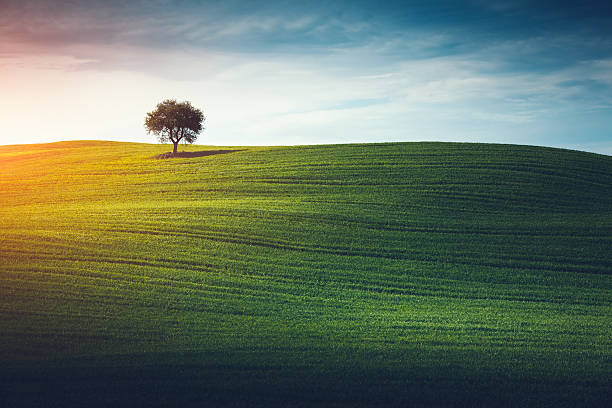 Lonely Tree In Tuscany Lone tree in the middle of green field (Val D'orcia, Tuscany, Italy). cultivated land photos stock pictures, royalty-free photos & images