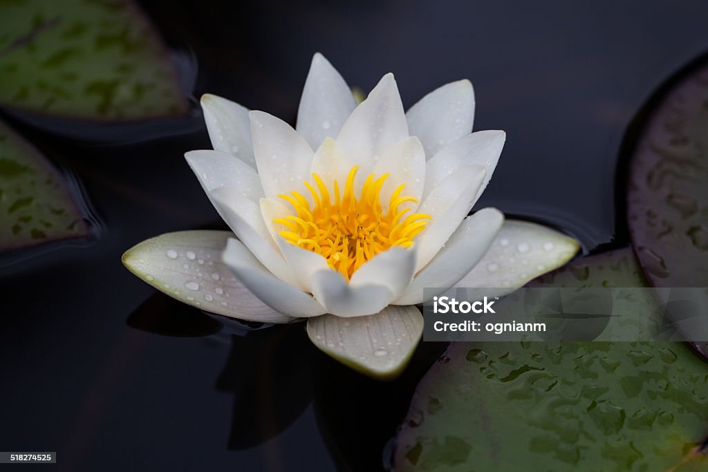 Water Lily After Rain - Stock Photo Image of blooming water lily after rain Beauty In Nature Stock Photo