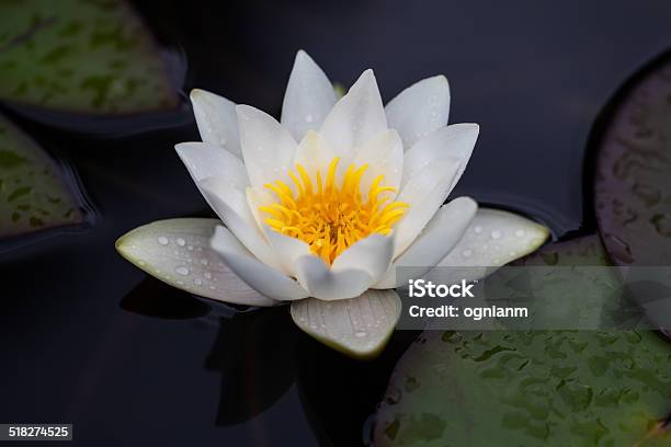 Water Lily After Rain Stock Photo Stock Photo - Download Image Now - Beauty In Nature, Blossom, Botany