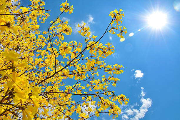 istock Golden Trumpet flowers 518274622