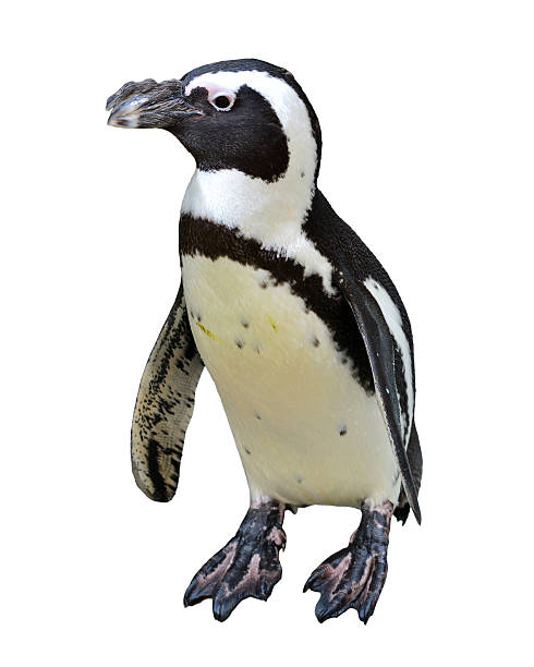 istock Beautiful African Penguin 518274698