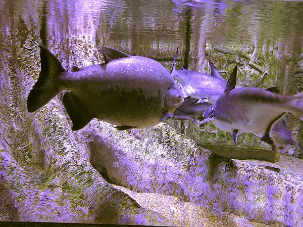 Photo of freshwater fish under water on a background of flooded roots