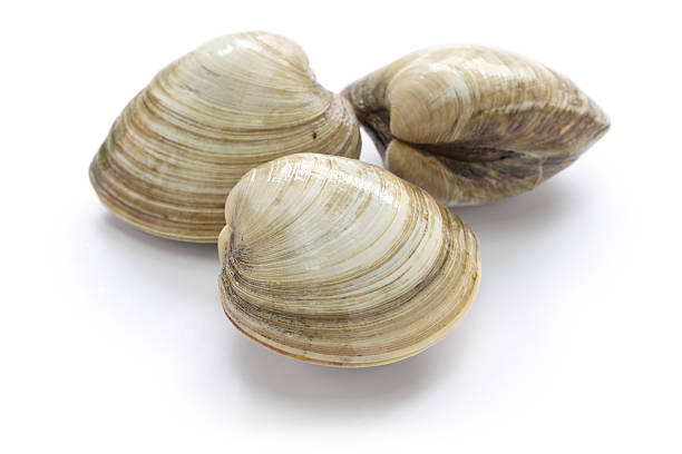 dur palourde, quahog - clam photos et images de collection