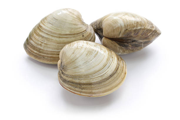 hard clam, quahog hard clam, quahog isolated on white background crustacean photos stock pictures, royalty-free photos & images