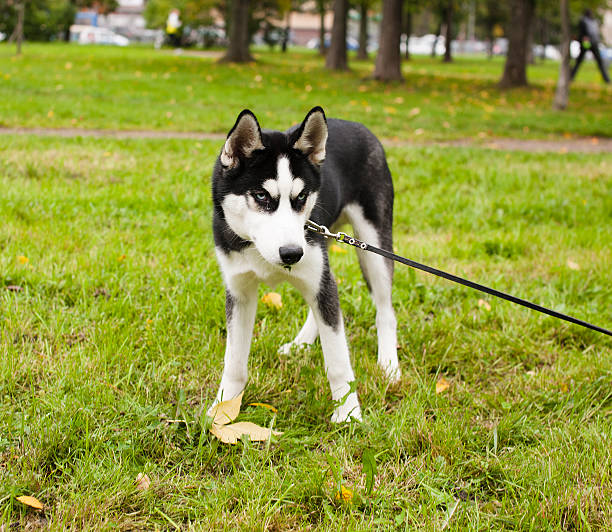 istock husky dog outside on a leash walking, green grass in 518275480
