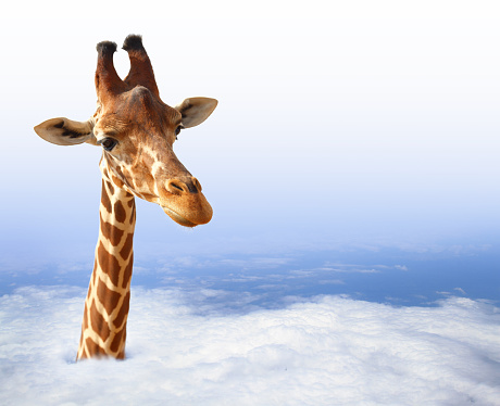 Funny giraffe coming out of the clouds