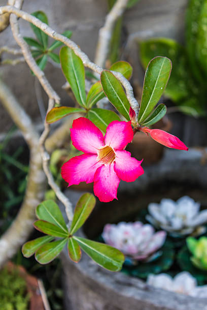 istock Red Desert Flower, adenium 518275749