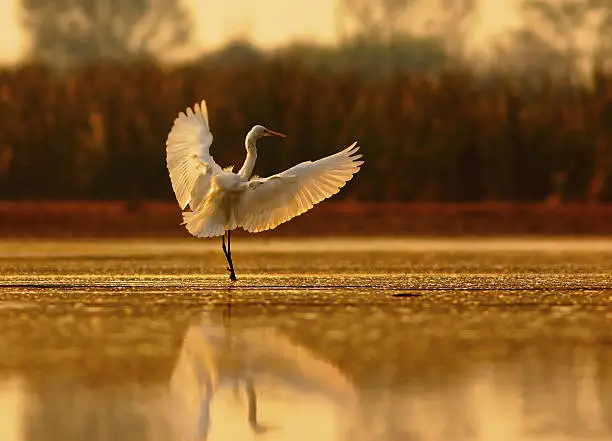 egret is showing wings in beautiful light of morning with beautiful background