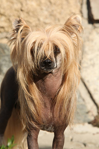 istock Nice Chinese Crested Dog in front of stone wall 518276365