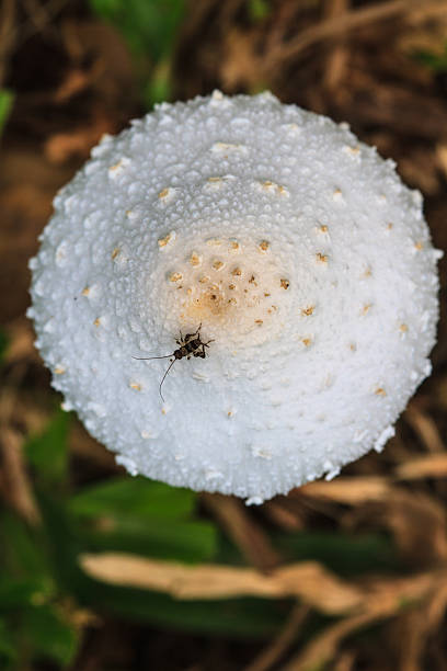 istock close up mushroom in deep forest 518276445