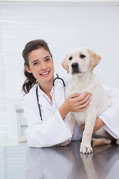 istock Smiling veterinarian examining a cute dog 518276559