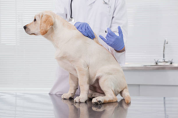 istock Veterinarian examining a cute dog 518276563