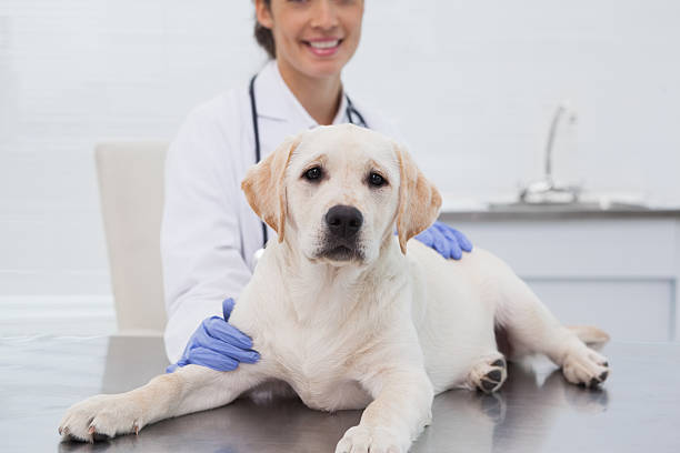 istock Smiling veterinarian examining a cute dog 518276643