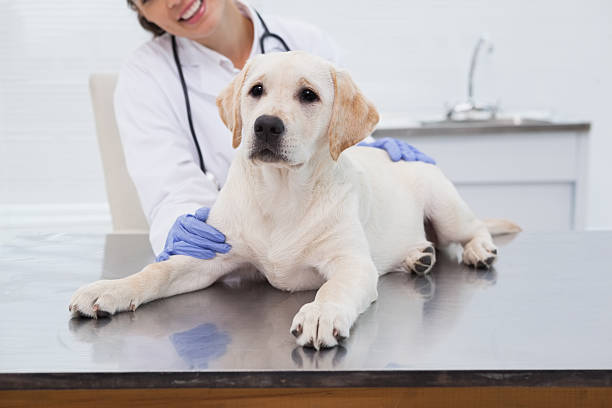 istock Smiling veterinarian examining a cute dog 518276647
