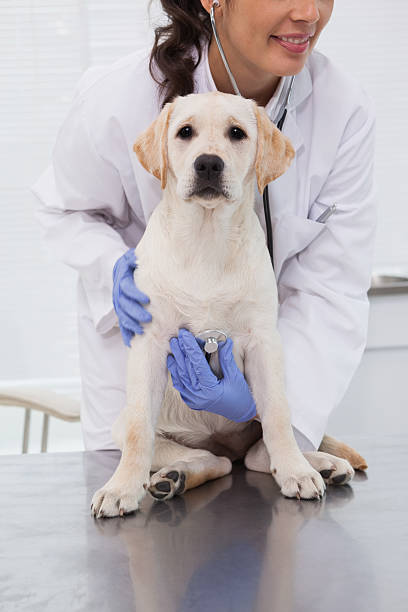 istock Smiling veterinarian examining a cute dog 518276649