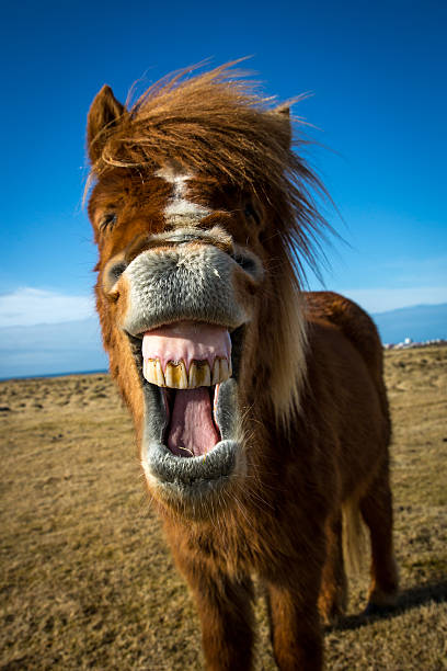 istock Laughing Icelandic Horse 518276777