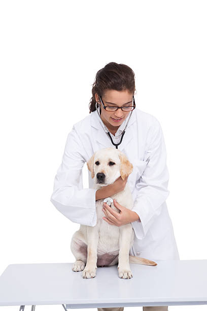 istock Veterinarian doing check up of dog with a stethoscope 518276977
