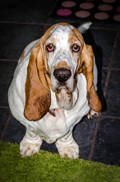istock basset hound, large dog, colour image 518277089