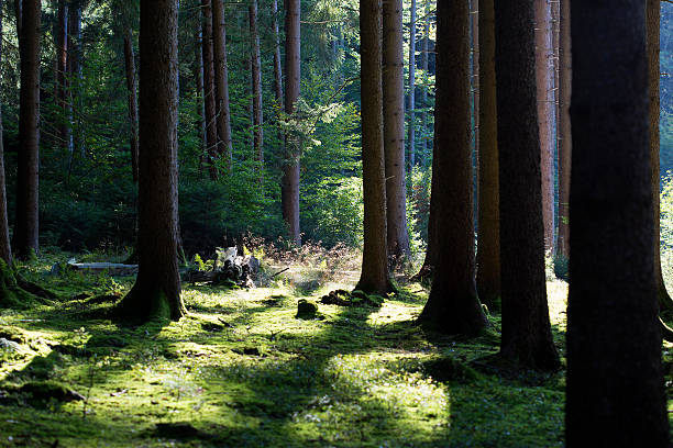 istock Autumnal morning light in a forest 518277135