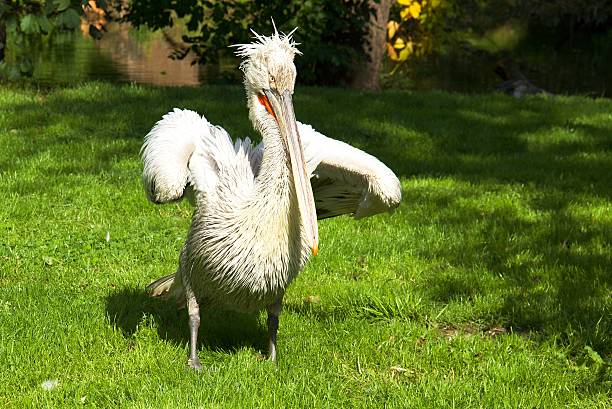 istock Wild pelican in the nature 518277447